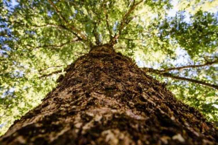 DESCUENTOS INCREIBLES parcelas vistas Lago y Volcán Villarrica Pucón