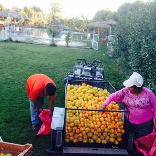 Complejo Turístico en Oasis de Pica