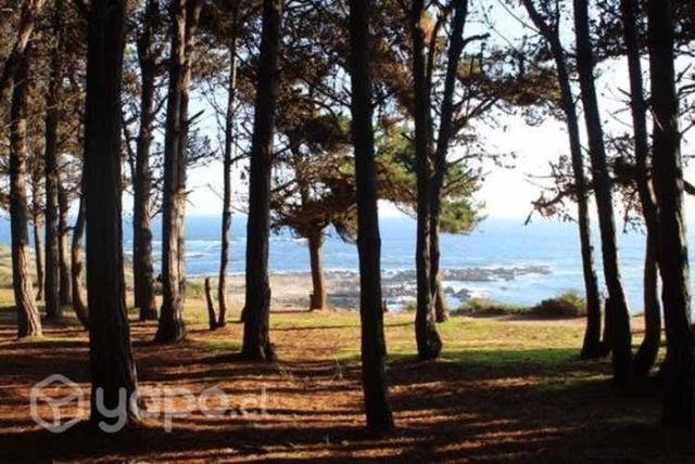 Cabañas bosques del canelo  . Solo a 100 metros de playa . El canelo