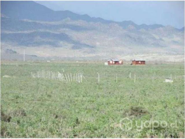 Punta De Choros, La Higuera
