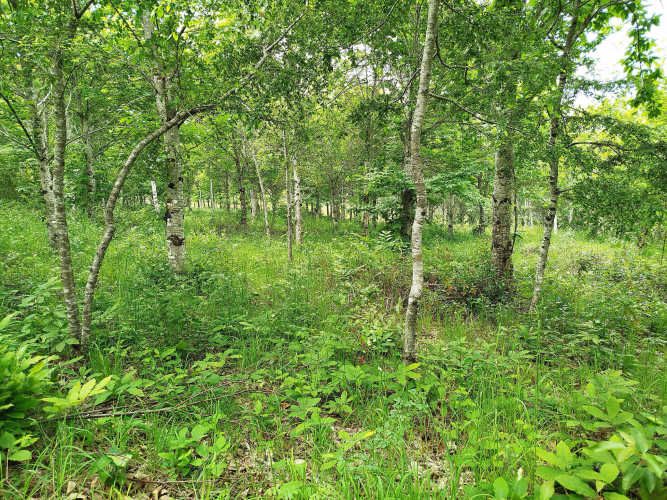 Parcelas 1 a 1,45 ha a 14,5 km de La Unión, desde 19 mill