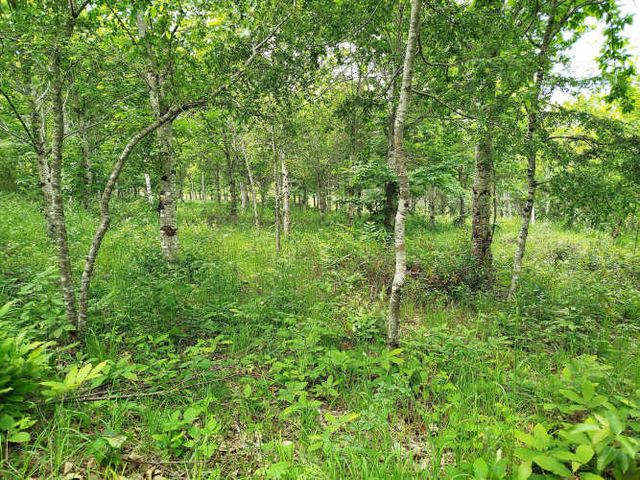 Parcelas 1 a 1,37 ha a 14,5 km de La Unión, $20 Mill a $25 Mill