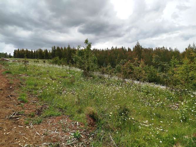 Parcelas 1 a 1,45 ha a 14,5 km de La Unión, desde 19 mill