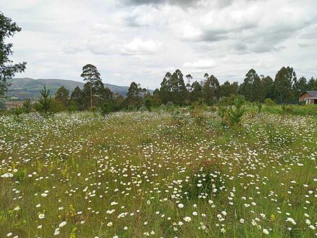 Parcelas 1 a 1,37 ha a 14,5 km de La Unión, $20 Mill a $25 Mill