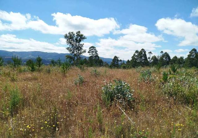 Parcelas 1 a 1,37 ha a 14,5 km de La Unión, $20 Mill a $25 Mill