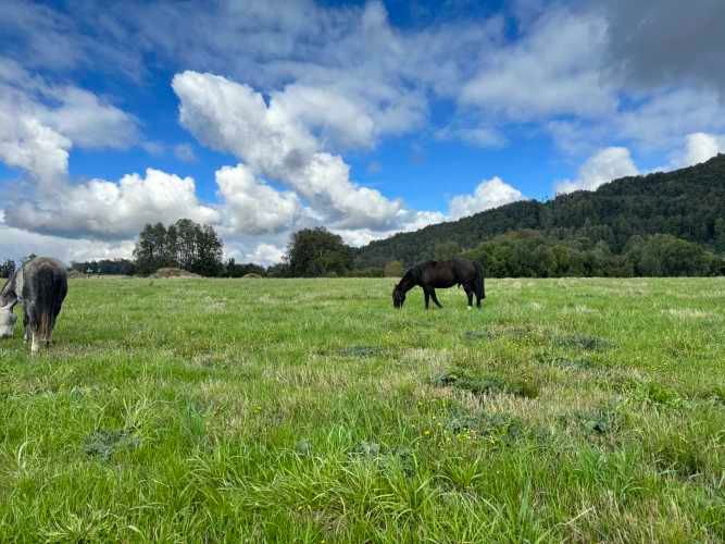 PROMOCION  FINDE...  PARCELAS A SOLO 7 MINUTOS DE PANGUIPULLI.-