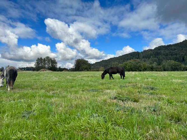 PROMOCION  FINDE...  PARCELAS A SOLO 7 MINUTOS DE PANGUIPULLI.-