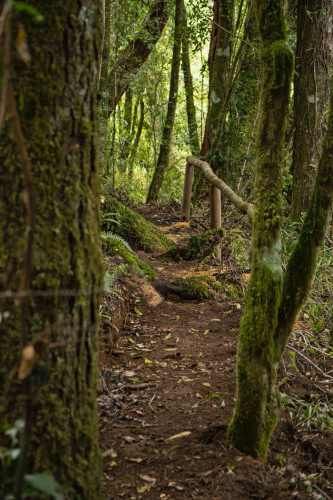 PROMOCION  FINDE...  PARCELAS A SOLO 7 MINUTOS DE PANGUIPULLI.-
