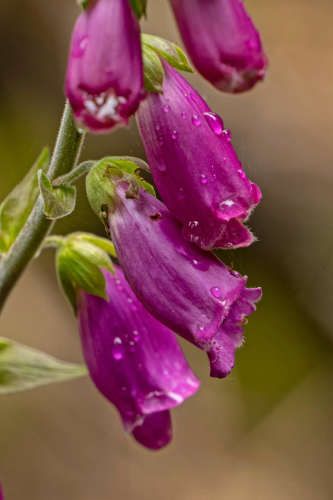 PROMOCION  FINDE...  PARCELAS A SOLO 7 MINUTOS DE PANGUIPULLI.-