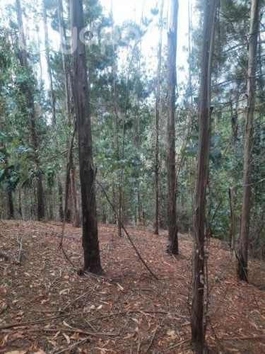 Terreno de 16 hectareas con 84 areas