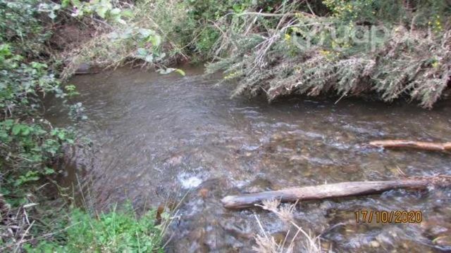 Parcela-- Pellahuen= Naturaleza