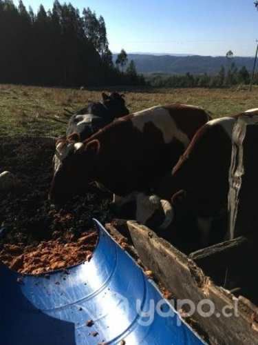 Campo de 10ha a 24 kms de Osorno (secto
