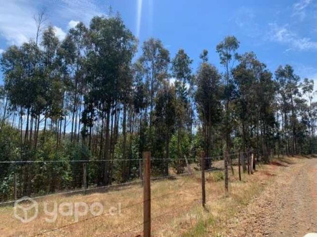 Campo 21 HAS, Sector Colpi, Traiguen