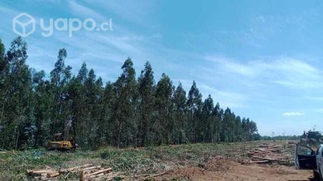 Parcela Rural a minutos de Freire