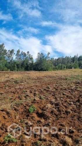 Hectáreas 10 mil mt2