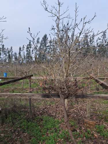 Parcelas, Comuna de María Pinto /chorombo
