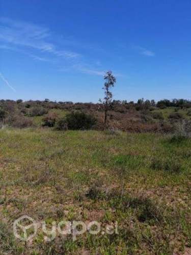 Venta parcela quillon