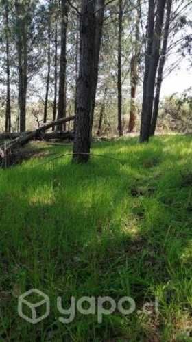 Venta parcela quillon