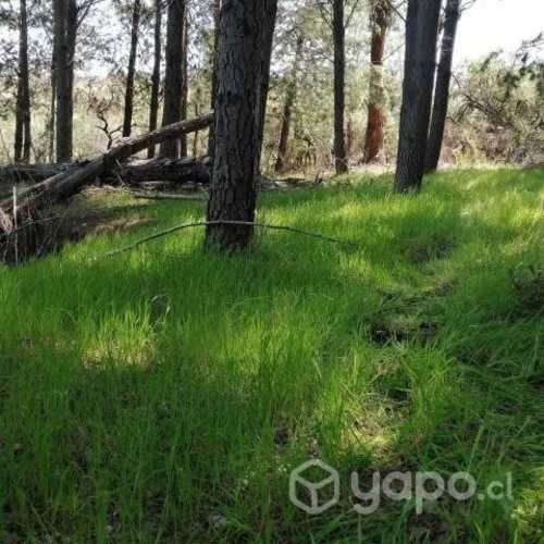 Venta parcela quillon