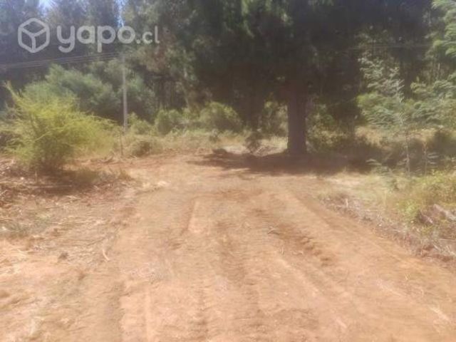 1,2 ha Catillo-Digua. Parral