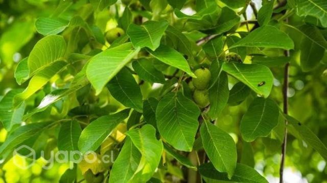 Vendo o permuto parcela de 5000mts2