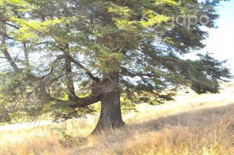 Parcela en llanquihue