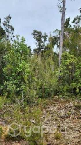 Parcelas en los muermos Puerto Montt 10500000