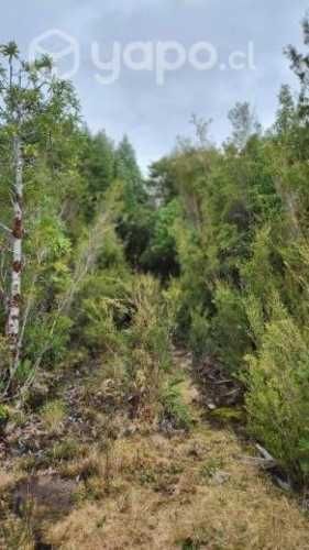 Parcelas en los muermos Puerto Montt 10500000