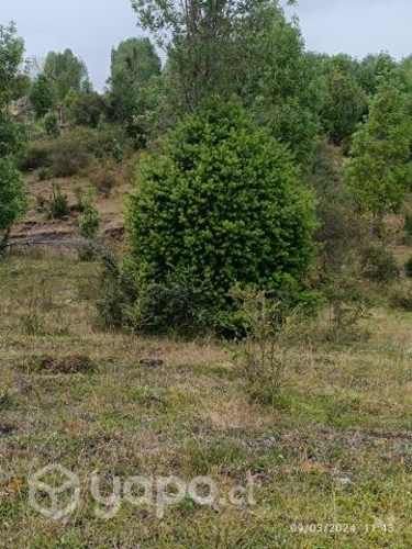 Vendo parcelas Chiloé