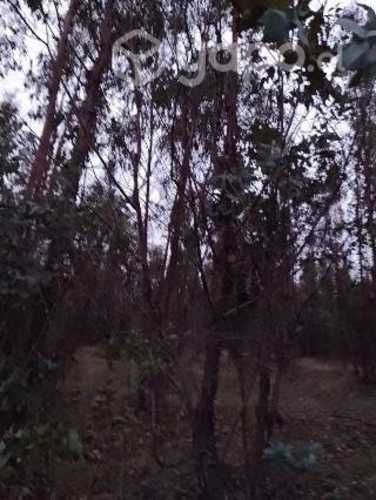 Parcela en coipin , san nicolas