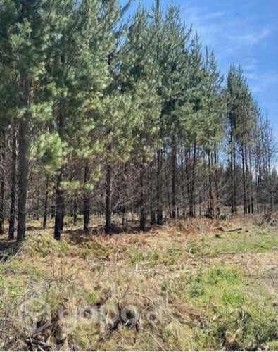 Parcelas de 1/2 hectárea / con rol propio c/u