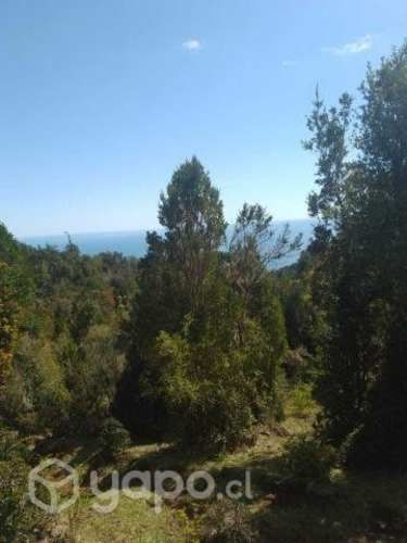 20 hectareas nativas