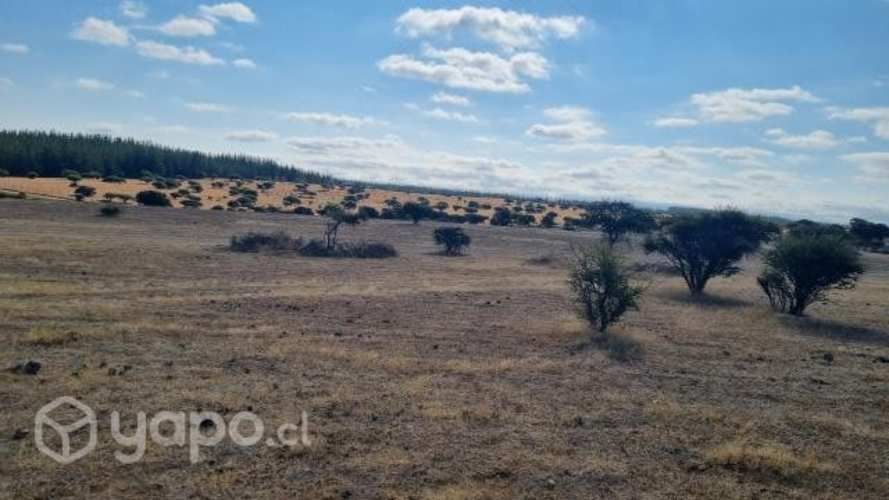 Terreno 5.000 metros2 Santa Inés de Mallermo