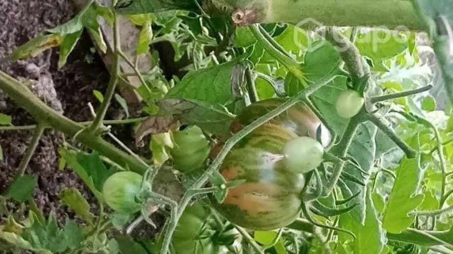 Vendo terreno con casa