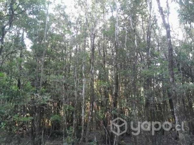 Vendo media hectárea nativa