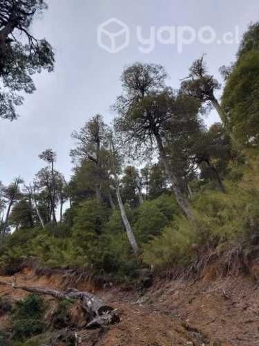 Vendo Parcela de 4.46 has con 2 roles