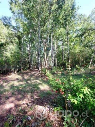 Terreno en bosque nativo