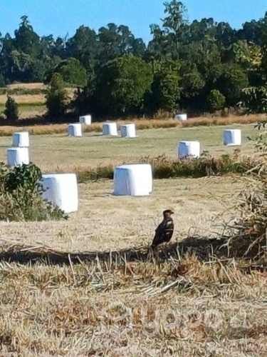 Parcela km 15 Osorno- pto octay