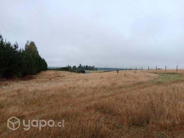 Camino alerce &#8230;