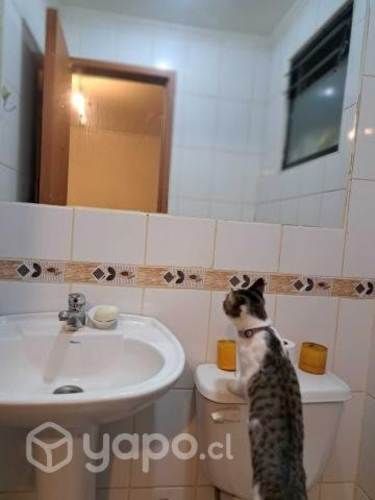 Propiedad, temuco, precio conversable