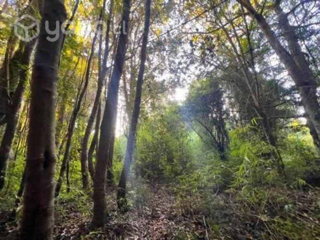 Parque mozart, punta larga …