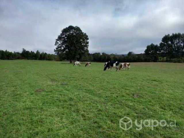 San carlos el ñady …