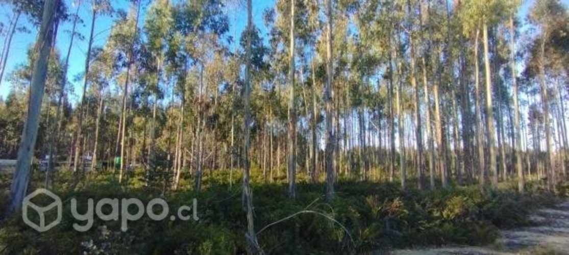 Parcela en Ancud - Chiloé