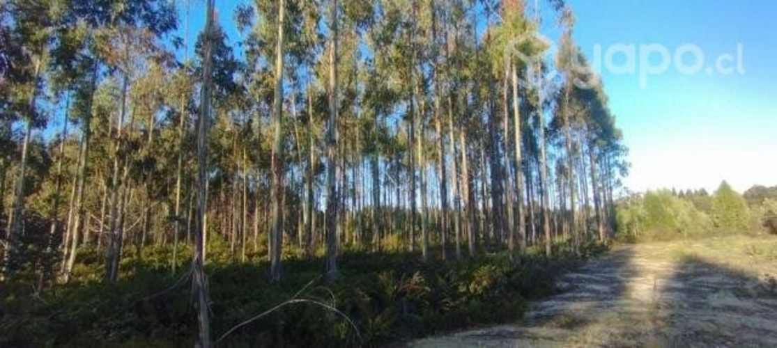 Parcela en Ancud - Chiloé