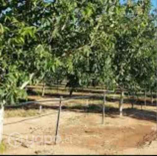 Se vende parcela con casa y nogales