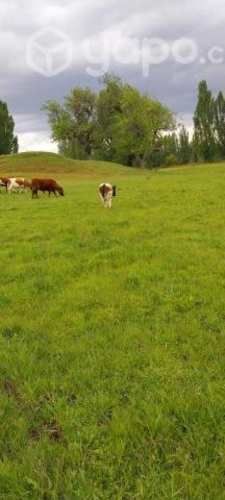 Venta de terreno agricola y ganadero