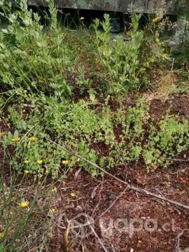 Parcela con casa en Maullín