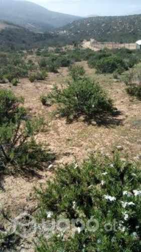 Se vende Loteo en Valle deElqui