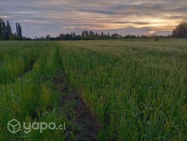 Se vende Parcela de agrado de 5000mts2