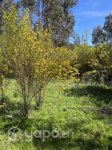 Parcela-Sector Puente 7 Florida